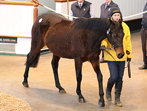 Half Sister to Wrote Tops at Tattersalls Half Sister to Wrote Tops at Tattersalls