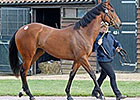 Six-Figure War Front Filly Tops Tattersalls Six-Figure War Front Filly Tops Tattersalls