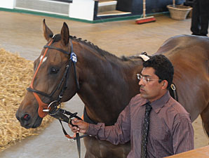 Tattersalls Guineas Breeze Up Sale to Return Tattersalls Guineas Breeze Up Sale to Return
