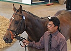 Book 1 of Tattersalls Sale Has 508 Yearlings Book 1 of Tattersalls Sale Has 508 Yearlings