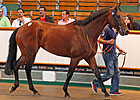 Business As Usual Shatters Tatts July Record Business As Usual Shatters Tatts July Record