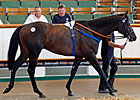 Gross Rises at Tattersalls July Sale Gross Rises at Tattersalls July Sale