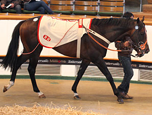 Tattersalls July Sale Concludes With Upswings Tattersalls July Sale Concludes With Upswings
