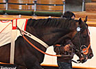 Tattersalls July Sale Concludes With Upswings Tattersalls July Sale Concludes With Upswings
