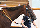 Qatari Interests Boost Day 2 at Tattersalls Qatari Interests Boost Day 2 at Tattersalls