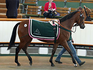 Market Demand Drives Tattersalls July Gains Market Demand Drives Tattersalls July Gains