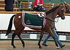 Market Demand Drives Tattersalls July Gains Market Demand Drives Tattersalls July Gains