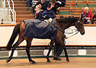 Tattersalls July Sale Ends on High Note Tattersalls July Sale Ends on High Note