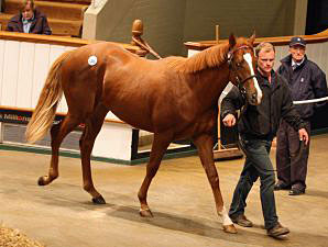 Exceed and Excel Colt Sets Tattersalls Pace Exceed and Excel Colt Sets Tattersalls Pace