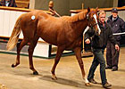 Exceed and Excel Colt Sets Tattersalls Pace