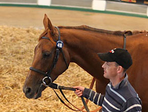 Time Machine Sets Pace at Tattersalls Time Machine Sets Pace at Tattersalls