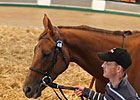 Time Machine Sets Pace at Tattersalls Time Machine Sets Pace at Tattersalls