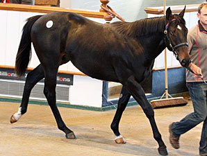 Average, Median Rise at Tattersalls Sale Average, Median Rise at Tattersalls Sale