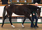 Pivotal Filly, Galileo Colt Bring Top Prices