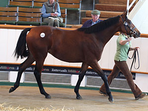 Tattersalls Book Two's Second Session Solid Tattersalls Book Two's Second Session Solid