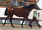 Tattersalls Book Two's Second Session Solid Tattersalls Book Two's Second Session Solid