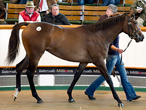Another Galileo Filly Shines at Tattersalls Another Galileo Filly Shines at Tattersalls