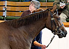 Another Galileo Filly Shines at Tattersalls Another Galileo Filly Shines at Tattersalls