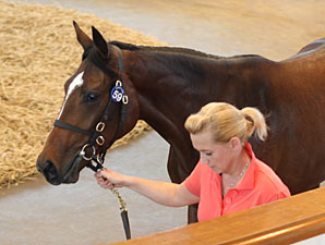 Tattersalls Book 1 Suffers Downturns Tattersalls Book 1 Suffers Downturns
