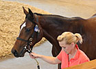 Tattersalls Book 1 Suffers Downturns