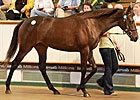 Tattersalls Book One Bullish at the Start
