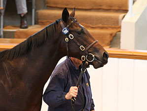 Tattersalls Book 2 Ends With Record Gross Tattersalls Book 2 Ends With Record Gross