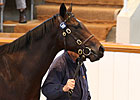 Tattersalls Book 2 Ends With Record Gross Tattersalls Book 2 Ends With Record Gross