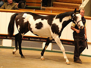 Tattersalls Book 3 Enjoys Gains in Results Tattersalls Book 3 Enjoys Gains in Results