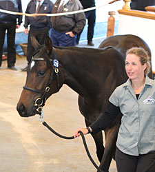Galileo Filly Shines at Tattersalls Oct. Sale Galileo Filly Shines at Tattersalls Oct. Sale