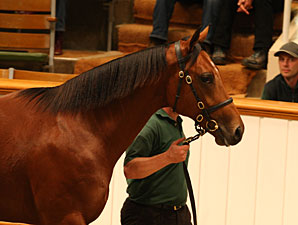 Tattersalls Book 2 Enjoys Strong Opening Tattersalls Book 2 Enjoys Strong Opening