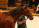 Tattersalls Book 2 Enjoys Strong Opening