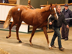 Book 3 Brings Tattersalls Oct. Sale to End Book 3 Brings Tattersalls Oct. Sale to End