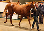 Book 3 Brings Tattersalls Oct. Sale to End Book 3 Brings Tattersalls Oct. Sale to End
