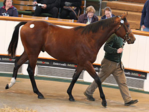 Tattersalls Book 2 Ends With Record Gross Tattersalls Book 2 Ends With Record Gross