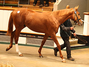 Business Brisk at Tattersalls' Book 1 Opening Business Brisk at Tattersalls' Book 1 Opening
