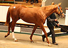 Business Brisk at Tattersalls' Book 1 Opening Business Brisk at Tattersalls' Book 1 Opening