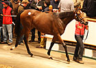 Galileo Yearling Fillies Tops at Tattersalls Galileo Yearling Fillies Tops at Tattersalls