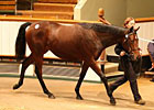 Motivator Filly Paces Strong Book 2 Session Motivator Filly Paces Strong Book 2 Session