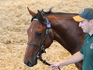Record Revenue for Tattersalls Book 2 Record Revenue for Tattersalls Book 2