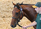 Record Revenue for Tattersalls Book 2 Record Revenue for Tattersalls Book 2