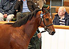 Tattersalls Concludes Record Book 1 Sale Tattersalls Concludes Record Book 1 Sale