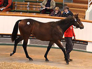 Rip Van Winkle Colt Tops Tattersalls Session Rip Van Winkle Colt Tops Tattersalls Session