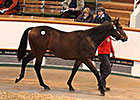 Rip Van Winkle Colt Tops Tattersalls Session Rip Van Winkle Colt Tops Tattersalls Session