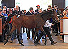 Book 3 at Tattersalls Yearling Sale Begins Book 3 at Tattersalls Yearling Sale Begins