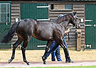 More Records at Second Tattersalls Session More Records at Second Tattersalls Session