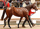 More Marks Fall at Tattersalls Yearling Sale More Marks Fall at Tattersalls Yearling Sale