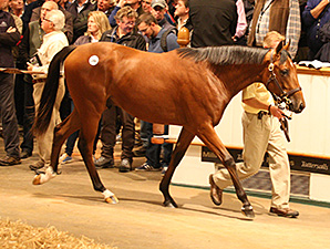 Record Price for Galileo Son at Tattersalls Record Price for Galileo Son at Tattersalls