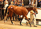 Record Price for Galileo Son at Tattersalls Record Price for Galileo Son at Tattersalls