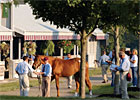 Promotion: Prepping Your Horse for Sale