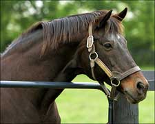 Taylor's Special Euthanized; Awad to Join Old Friends Roster Taylor's Special Euthanized; Awad to Join Old Friends Roster
